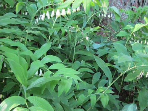 Lush woodland-style planting detail
