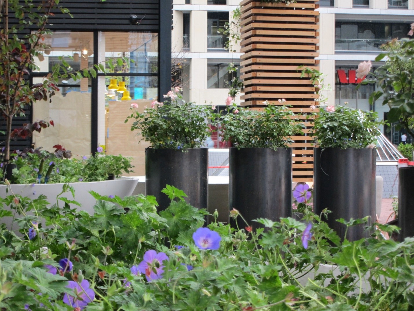 Large circular planters in an urban square