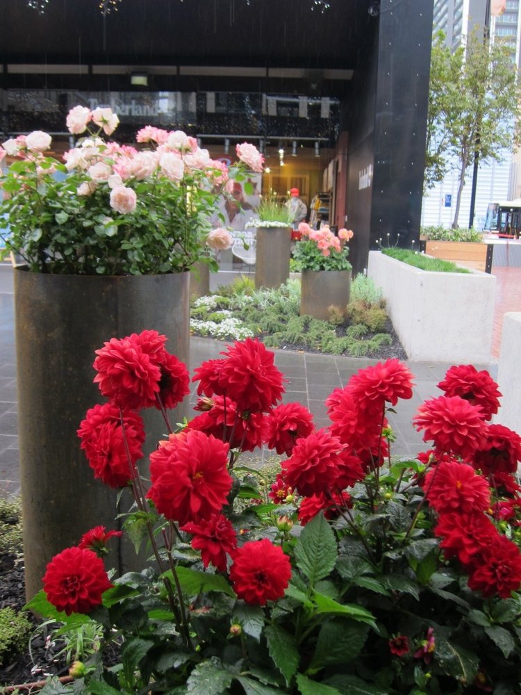 Geraniums and cylinder planters in front of city buildings