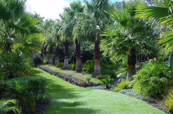 Palm-lined lawn with dense subtropical planting